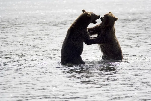 Борьба медведей — стоковое фото