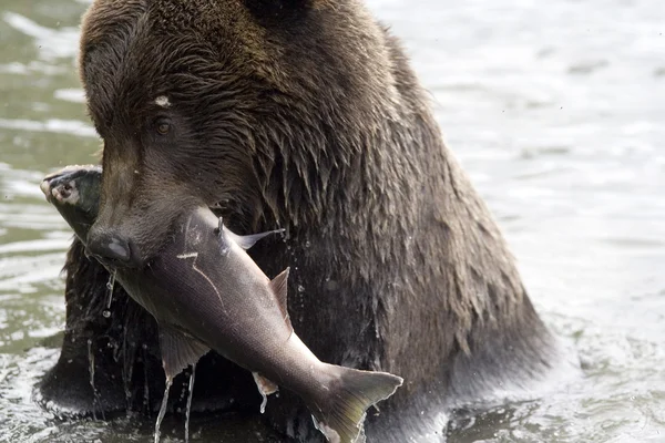 Медведь рыбачит. — стоковое фото