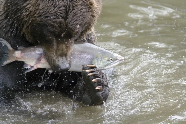 De beer heeft gegrepen vis — Stockfoto