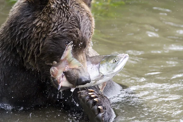 Urso e peixe — Fotografia de Stock