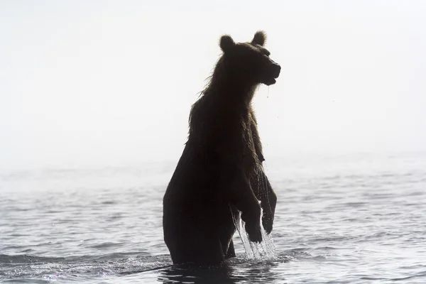 Ведмідь у тумані — стокове фото