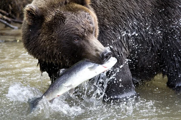 Бурий ведмідь і риби — стокове фото