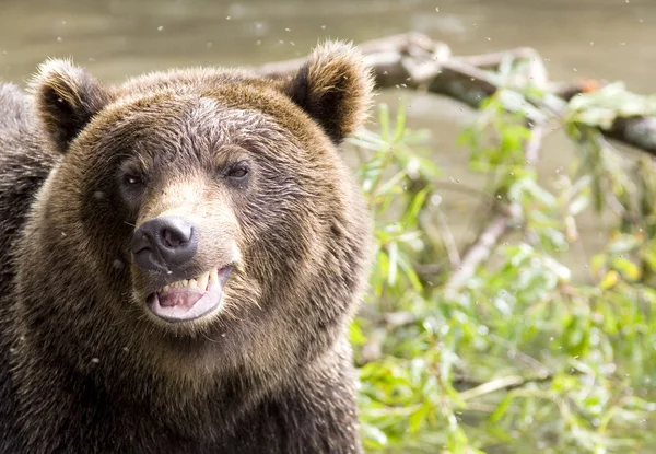 Sorriso de um urso — Fotografia de Stock