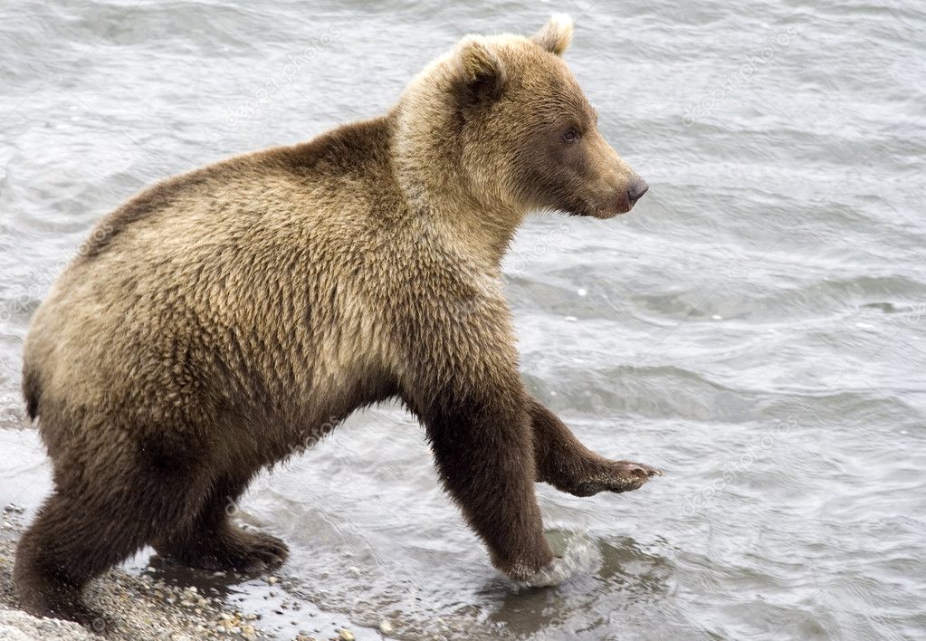 Brown bear. Kamchatka