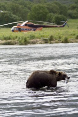 Bear, salmon and helicopter clipart