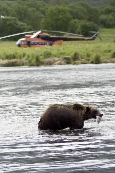Björn, lax och helikopter — Stockfoto