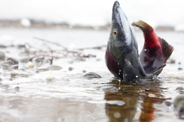 鮭 — ストック写真