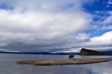 Landscape with a bear clipart