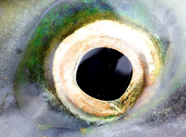 stock image Eye of a salmon, a close up