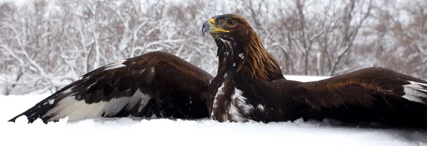 Hunting of a golden eagle — Stock Photo, Image