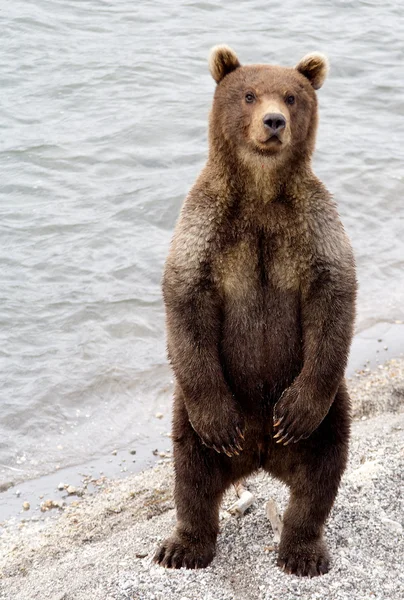 Brązowy niedźwiedź Zdjęcia Stockowe bez tantiem