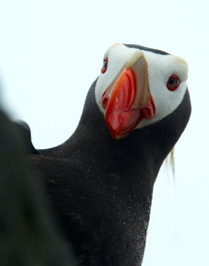 Tufted puffin clipart