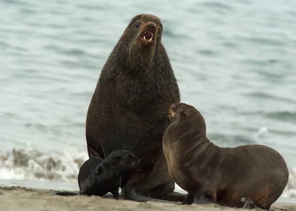 Família amigável de focas de pele — Fotografia de Stock