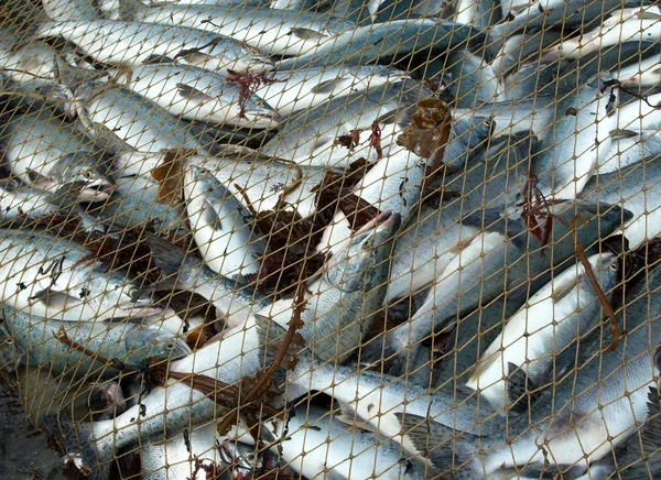 Ryby w sieci — Zdjęcie stockowe