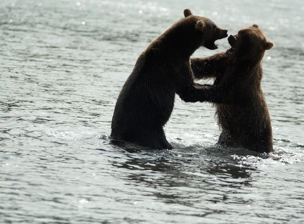 Niedźwiedź brunatny, Kamczatka — Zdjęcie stockowe