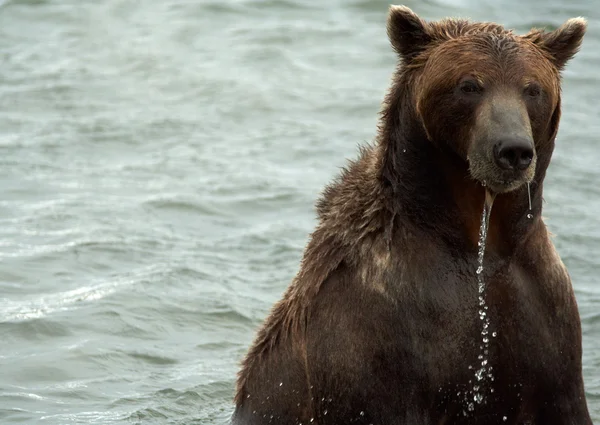 Urso castanho, Kamchatka — Fotografia de Stock