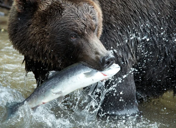 棕色的熊，堪察加半岛 — 图库照片