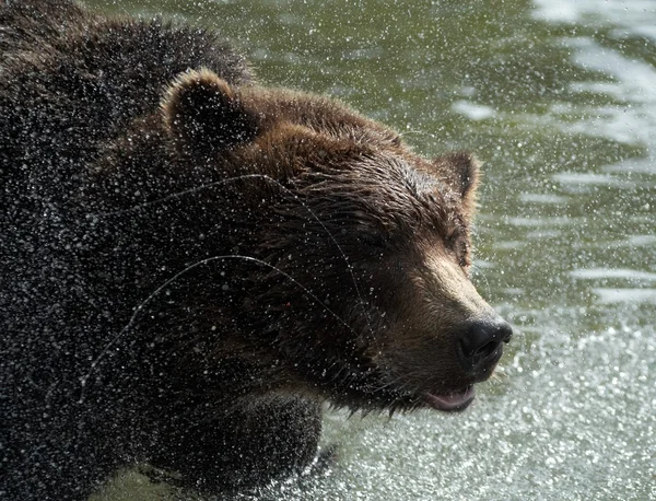 Medvěd hnědý, Kamčatka — Stock fotografie