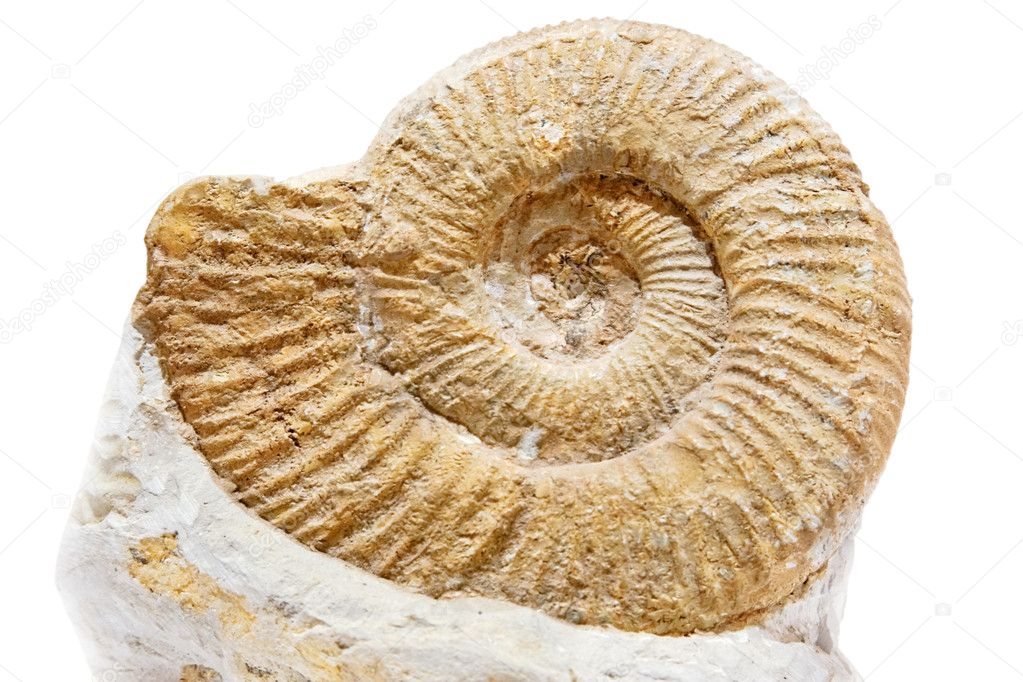 Ancient shell on a white background