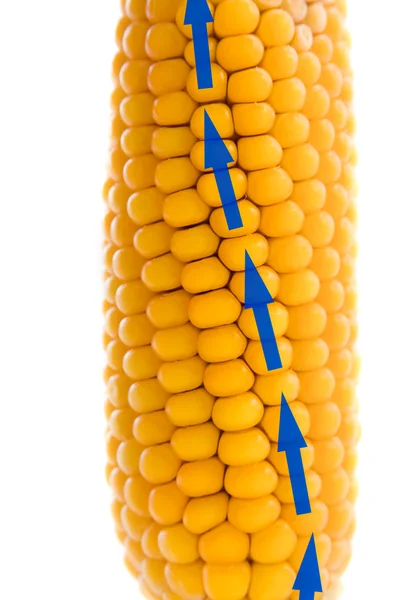 Growing corn — Stock Photo, Image