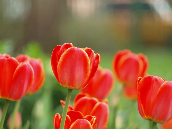 stock image Bright spring tulips