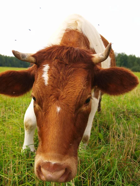 茶色の牛では緑の牧草地 — ストック写真