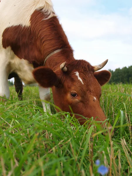 Yeşil çayır üzerinde kahverengi inek — Stok fotoğraf