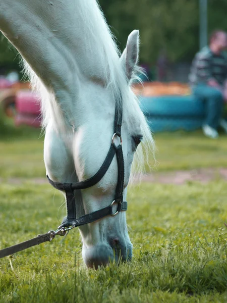 Hästen betas — Stockfoto