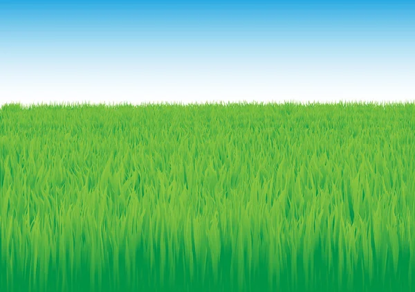 Grass _ field — Vetor de Stock