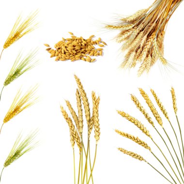 Golden wheat ears isolated