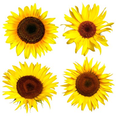 Four yellow sunflower clipart