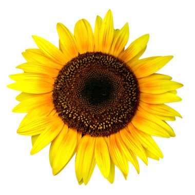 Yellow sunflower isolated clipart