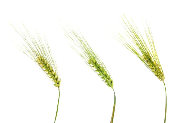 Grüne Weizenähren — Stockfoto