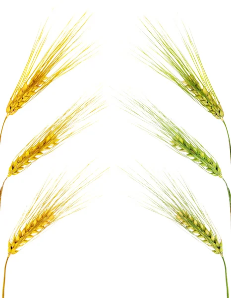 Golden and green wheat ears — Stock Photo, Image