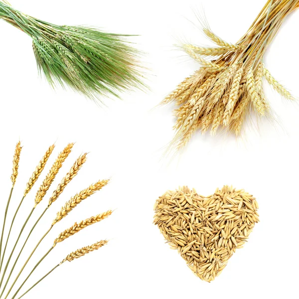 Pšenice Golden uši, samostatný — Stock fotografie