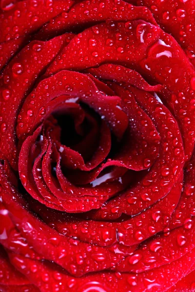 Red rose background with water drops — Stock Photo, Image