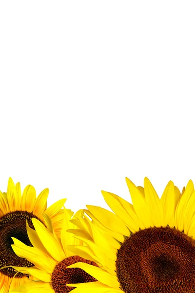 Yellow sunflowers petals — Stock Photo, Image