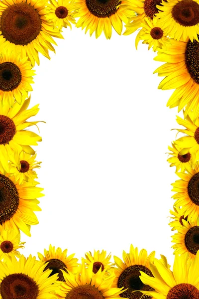Flowers frame of yellow sunflower — Stock Photo, Image