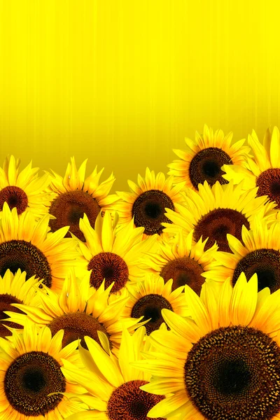 Słoneczniki żółte płatki tło — Zdjęcie stockowe