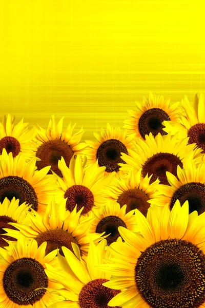 Yellow sunflowers petals background — Stock Photo, Image