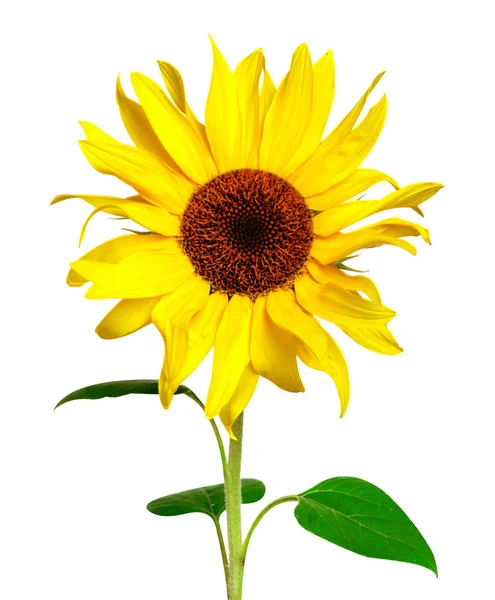 Жовтий соняшник ізольований на білому — стокове фото