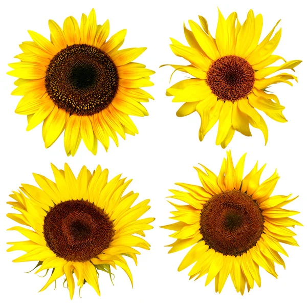 Four yellow sunflower — Stock Photo, Image