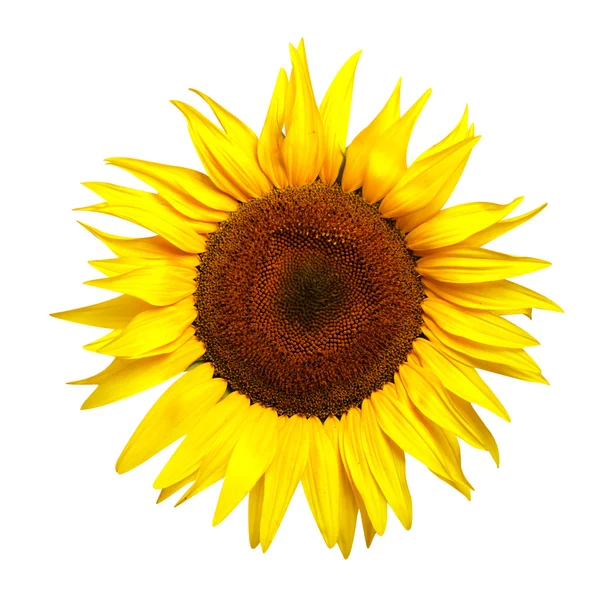 Yellow sunflower isolated — Stock Photo, Image