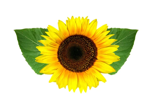 Yellow sunflower isolated on white — Stock Photo, Image