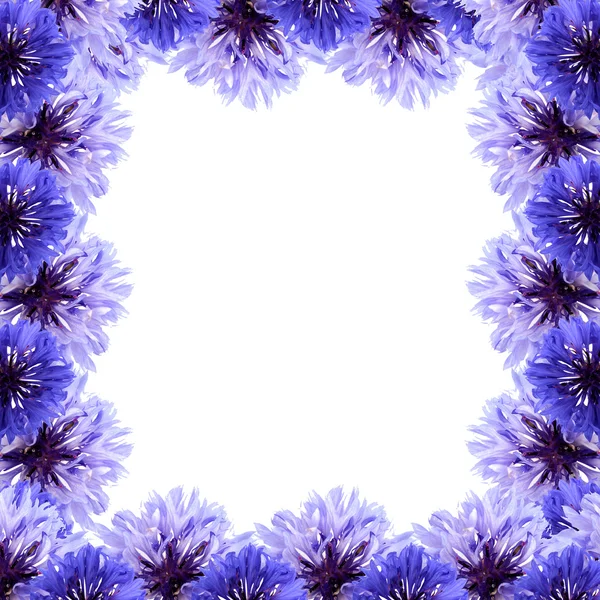 Frame of cornflower — Stock Photo, Image