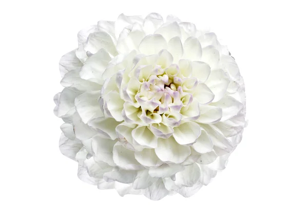 White dahlia isolated — Stock Photo, Image