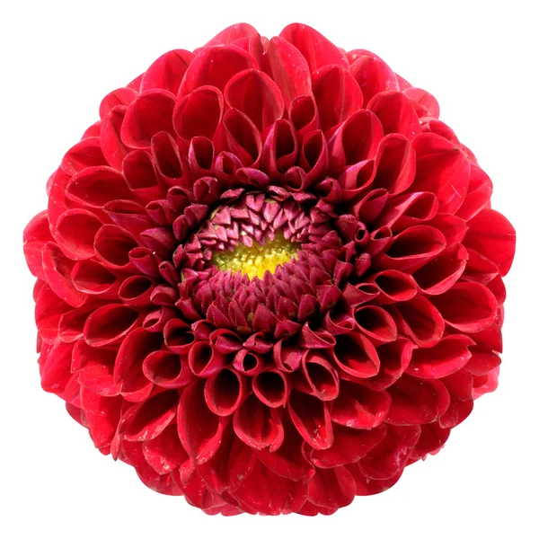 Red dahlia isolated