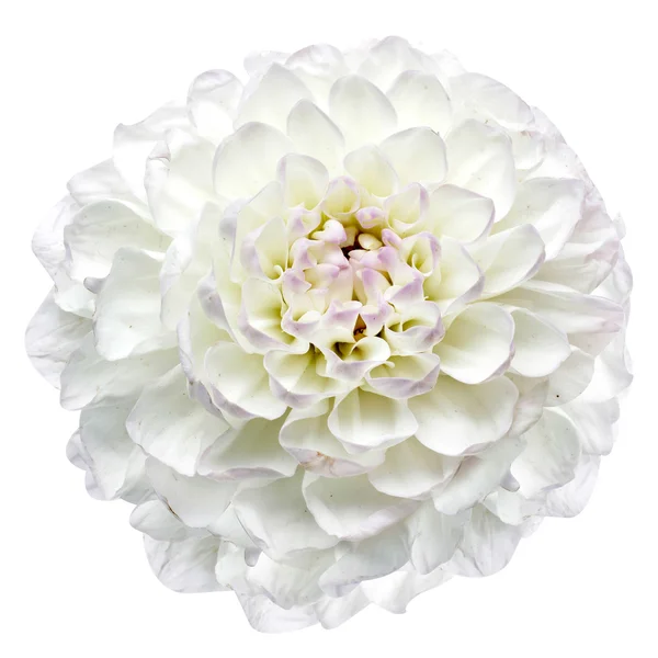 White dahlia isolated — Stock Photo, Image