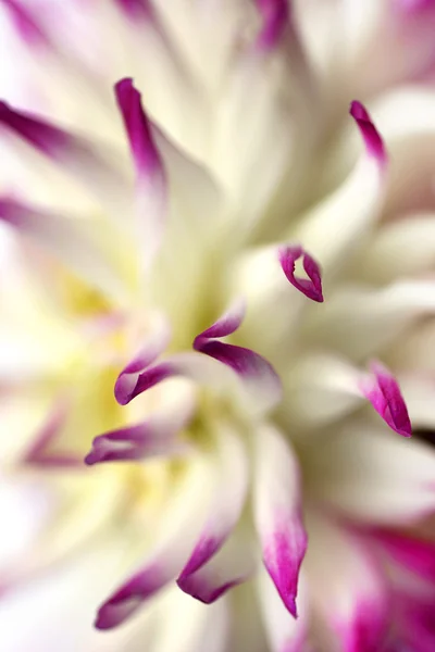 Flor de Dalia — Foto de Stock