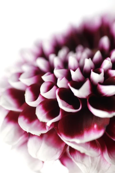 Pink dahlia isolated — Stock Photo, Image